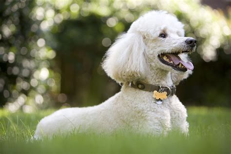 minipuddel|Miniature poodle: Dog breed characteristics & care